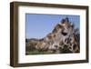 Curious Giraffe-DLILLC-Framed Photographic Print