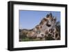 Curious Giraffe-DLILLC-Framed Photographic Print