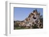 Curious Giraffe-DLILLC-Framed Photographic Print