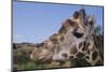 Curious Giraffe-DLILLC-Mounted Photographic Print