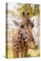 Curious Giraffe-Kathy Mansfield-Stretched Canvas