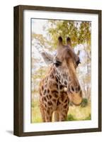 Curious Giraffe-Kathy Mansfield-Framed Art Print