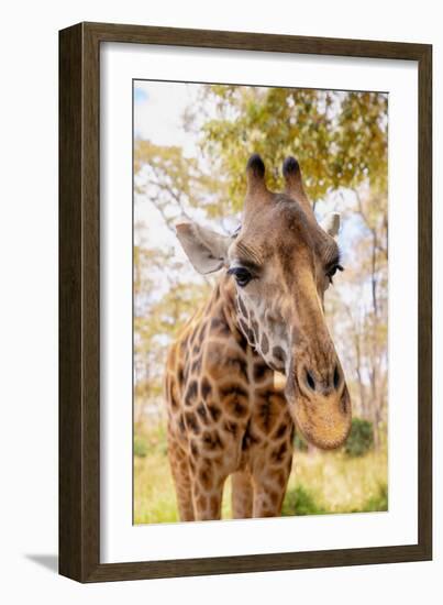 Curious Giraffe-Kathy Mansfield-Framed Art Print