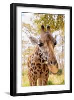 Curious Giraffe-Kathy Mansfield-Framed Art Print