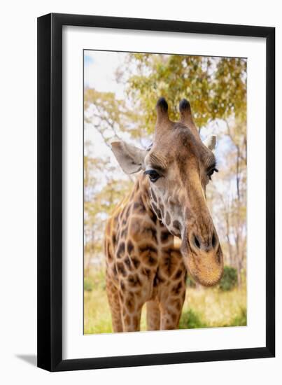 Curious Giraffe-Kathy Mansfield-Framed Art Print