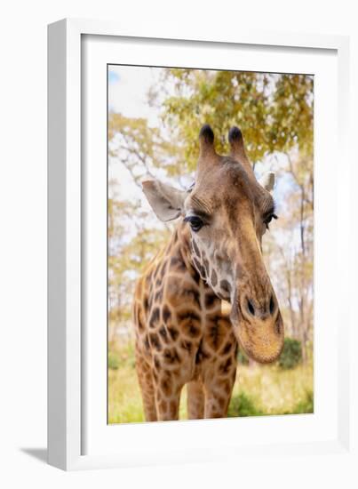 Curious Giraffe-Kathy Mansfield-Framed Art Print