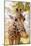 Curious Giraffe-Kathy Mansfield-Mounted Art Print