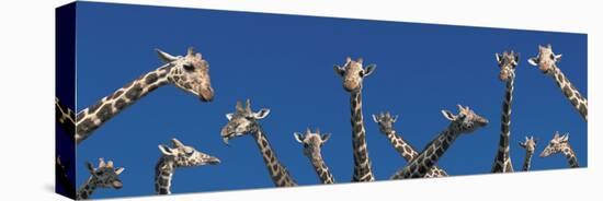 Curious Giraffes (Concept) Kenya Africa-null-Stretched Canvas