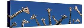 Curious Giraffes (Concept) Kenya Africa-null-Stretched Canvas