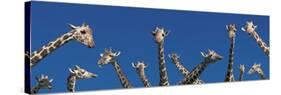 Curious Giraffes (Concept) Kenya Africa-null-Stretched Canvas