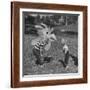 Curious Girl Looking at a Toy Chicken Head Toy by Charles Eames-Allan Grant-Framed Photographic Print