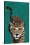 Curious green leopard-Sarah Manovski-Stretched Canvas