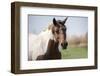 Curious horse comes to the car-Michael Scheufler-Framed Photographic Print