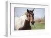 Curious horse comes to the car-Michael Scheufler-Framed Photographic Print
