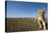 Curious Lion Approaching on Savanna-Paul Souders-Stretched Canvas