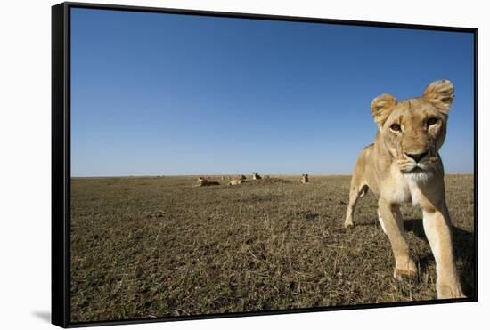 Curious Lion Approaching on Savanna-Paul Souders-Framed Stretched Canvas