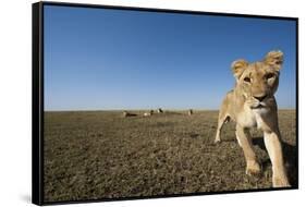 Curious Lion Approaching on Savanna-Paul Souders-Framed Stretched Canvas