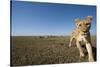 Curious Lion Approaching on Savanna-Paul Souders-Stretched Canvas