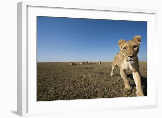 Curious Lion Approaching on Savanna-Paul Souders-Framed Photographic Print