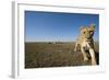 Curious Lion Approaching on Savanna-Paul Souders-Framed Photographic Print