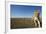 Curious Lion Approaching on Savanna-Paul Souders-Framed Photographic Print