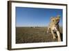 Curious Lion Approaching on Savanna-Paul Souders-Framed Photographic Print