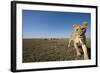 Curious Lion Approaching on Savanna-Paul Souders-Framed Photographic Print