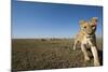 Curious Lion Approaching on Savanna-Paul Souders-Mounted Photographic Print