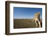 Curious Lion Approaching on Savanna-Paul Souders-Framed Photographic Print