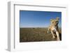 Curious Lion Approaching on Savanna-Paul Souders-Framed Photographic Print