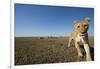 Curious Lion Approaching on Savanna-Paul Souders-Framed Photographic Print