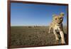 Curious Lion Approaching on Savanna-Paul Souders-Framed Photographic Print