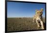 Curious Lion Approaching on Savanna-Paul Souders-Framed Photographic Print