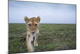 Curious Lion-null-Mounted Photographic Print