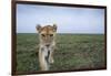 Curious Lion-null-Framed Photographic Print
