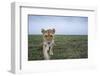 Curious Lion-null-Framed Photographic Print