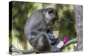 Curious Long-Tailed Macaque (Macaca Fascicularis)-Michael Nolan-Stretched Canvas