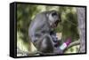 Curious Long-Tailed Macaque (Macaca Fascicularis)-Michael Nolan-Framed Stretched Canvas