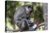 Curious Long-Tailed Macaque (Macaca Fascicularis)-Michael Nolan-Stretched Canvas