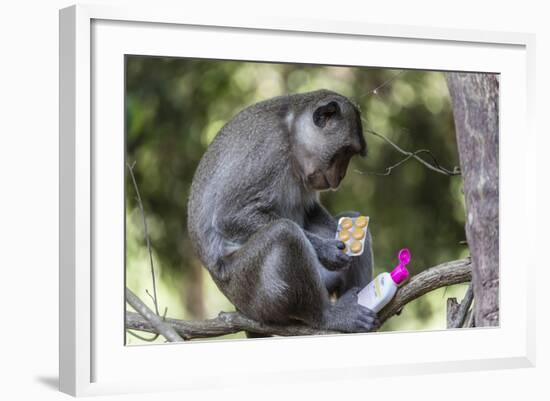 Curious Long-Tailed Macaque (Macaca Fascicularis)-Michael Nolan-Framed Photographic Print