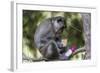 Curious Long-Tailed Macaque (Macaca Fascicularis)-Michael Nolan-Framed Photographic Print