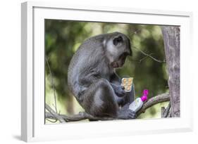 Curious Long-Tailed Macaque (Macaca Fascicularis)-Michael Nolan-Framed Photographic Print