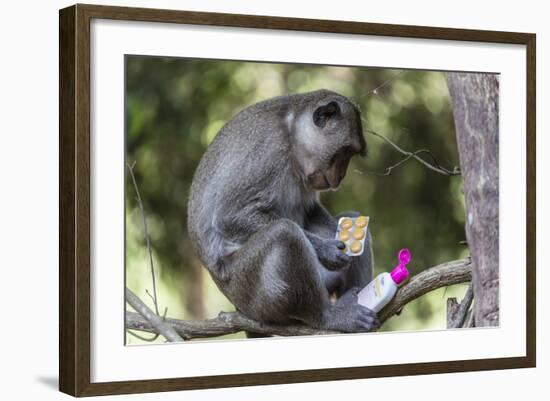 Curious Long-Tailed Macaque (Macaca Fascicularis)-Michael Nolan-Framed Photographic Print