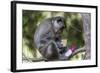 Curious Long-Tailed Macaque (Macaca Fascicularis)-Michael Nolan-Framed Photographic Print