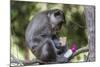 Curious Long-Tailed Macaque (Macaca Fascicularis)-Michael Nolan-Mounted Photographic Print