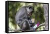 Curious Long-Tailed Macaque (Macaca Fascicularis)-Michael Nolan-Framed Stretched Canvas