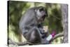 Curious Long-Tailed Macaque (Macaca Fascicularis)-Michael Nolan-Stretched Canvas