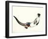 Curious Otter, 2003-Mark Adlington-Framed Premium Giclee Print