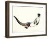 Curious Otter, 2003-Mark Adlington-Framed Giclee Print