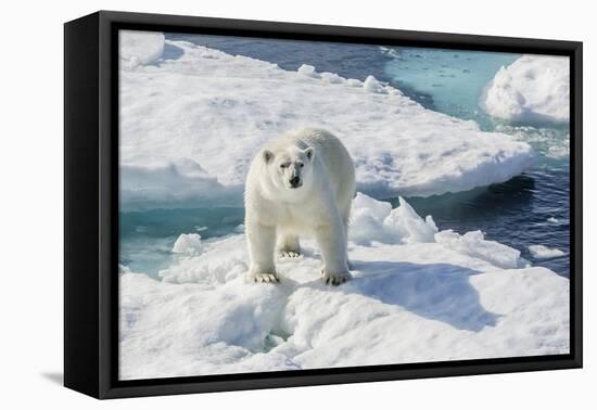 Curious Polar Bear (Ursus Maritimus)-Michael Nolan-Framed Stretched Canvas